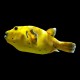 Dogface puffer Golden