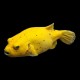 Dogface puffer Golden