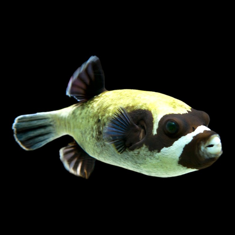 Dogface Puffer Panda