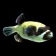 Dogface Puffer Panda