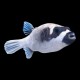 Dogface Puffer Panda