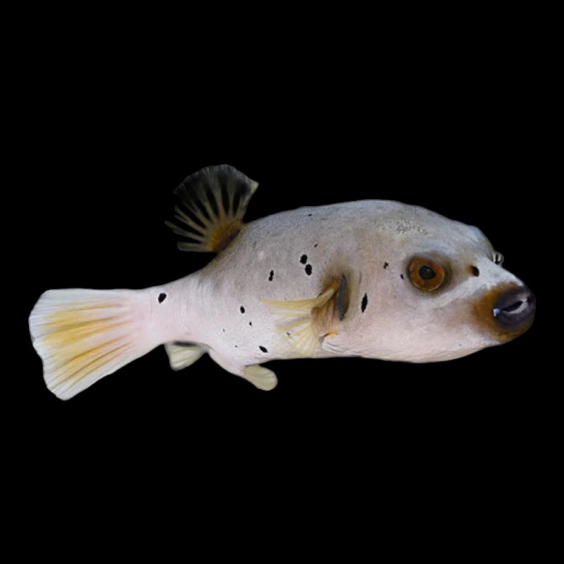 Dog Face Puffer