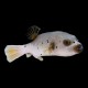 Dog Face Puffer