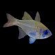 Bluestreak Cardinal
