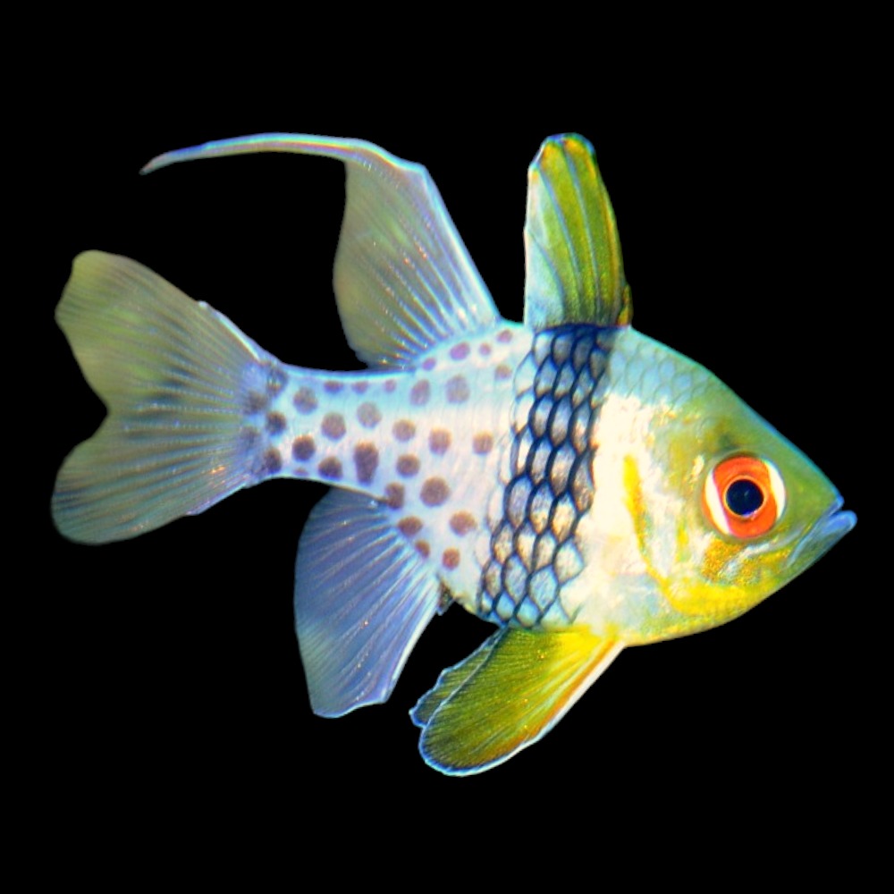 Polkadot Cardinalfish