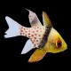 Polkadot Cardinalfish