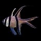 Banggai Cardinalfish