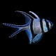 Banggai Cardinalfish
