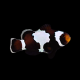 Black Snowflake Clownfish