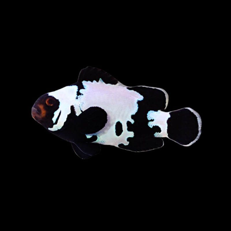 Black Snowflake Clownfish