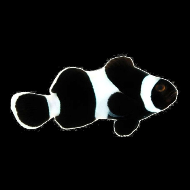 Black & White Clownfish