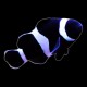 Black & White Clownfish