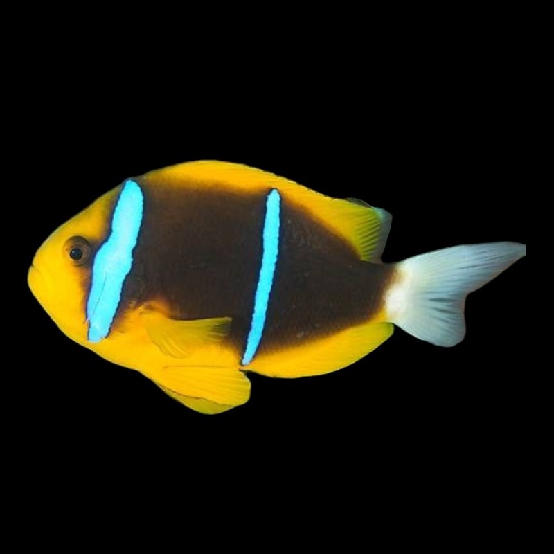 Blue Stripe Clarkii Clownfish
