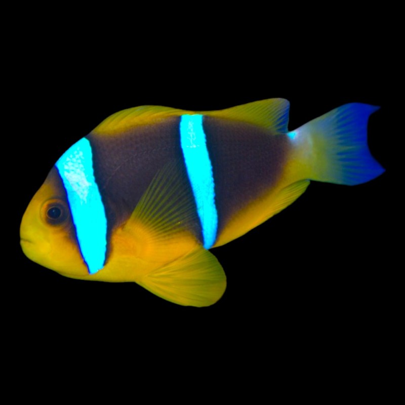 Blue Stripe Clarkii Clownfish