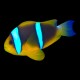 Blue Stripe Clarkii Clownfish