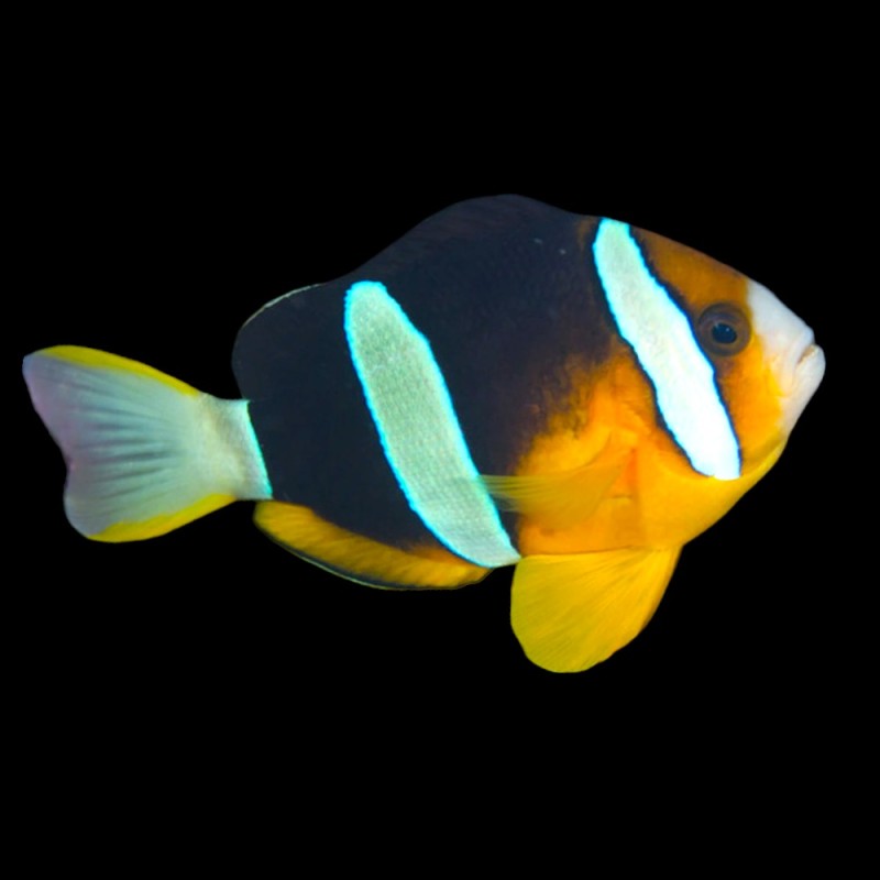 Bright Yellow Clarkii