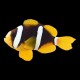 Bright Yellow Clarkii