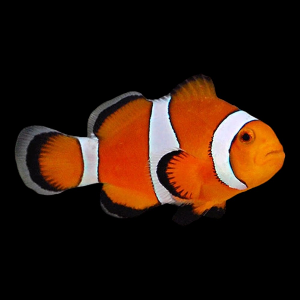Common Clown Fish
