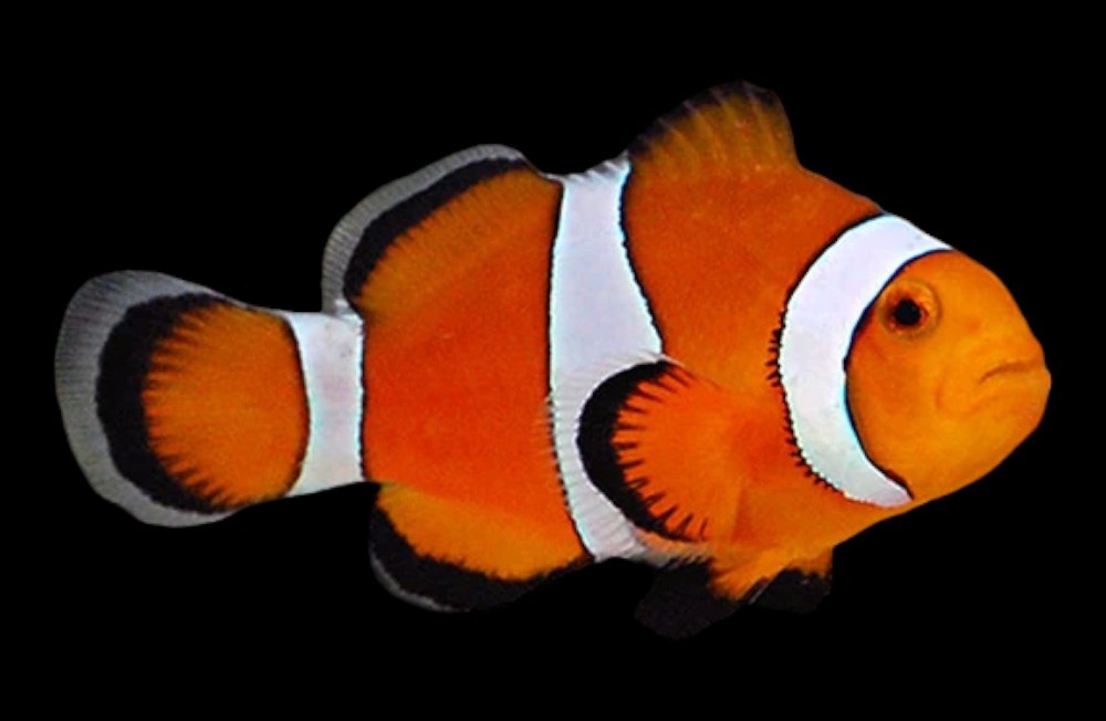 New Yellow Tangs, Picasso Clowns, Atlantic Anemones and more!!