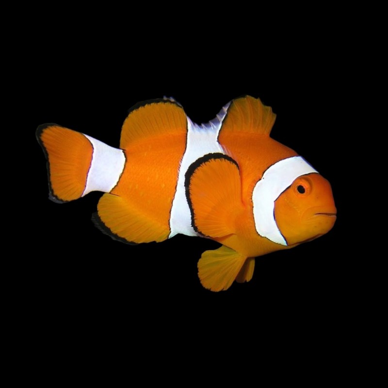 Common Clown Fish