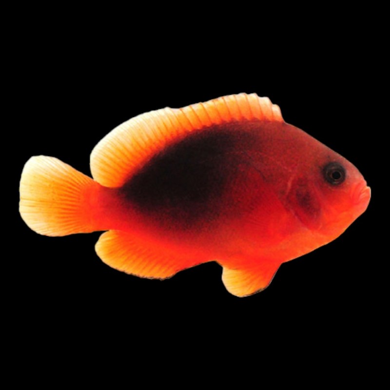 Fire Clown