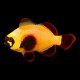 Golden Nugget Maroon Clown