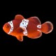 Lightning Maroon Clownfish