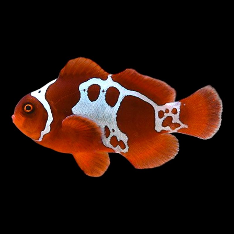 Lightning Maroon Clownfish