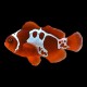 Lightning Maroon Clownfish