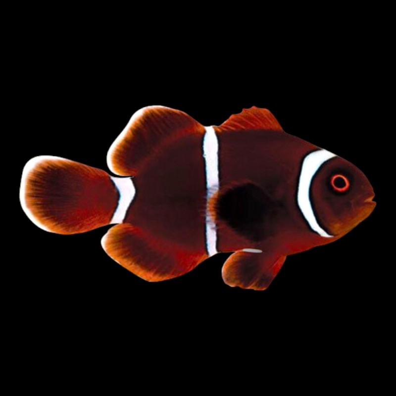 Maroon Clown