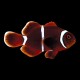 Maroon Clown