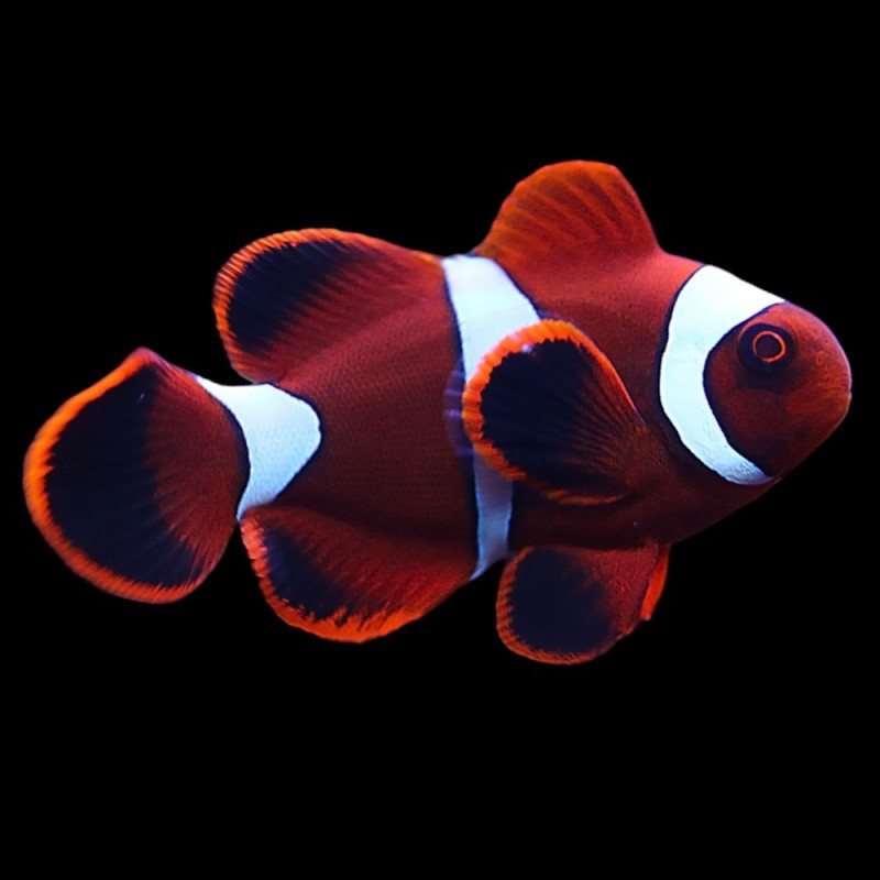Maroon Clown