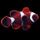 Maroon Clown
