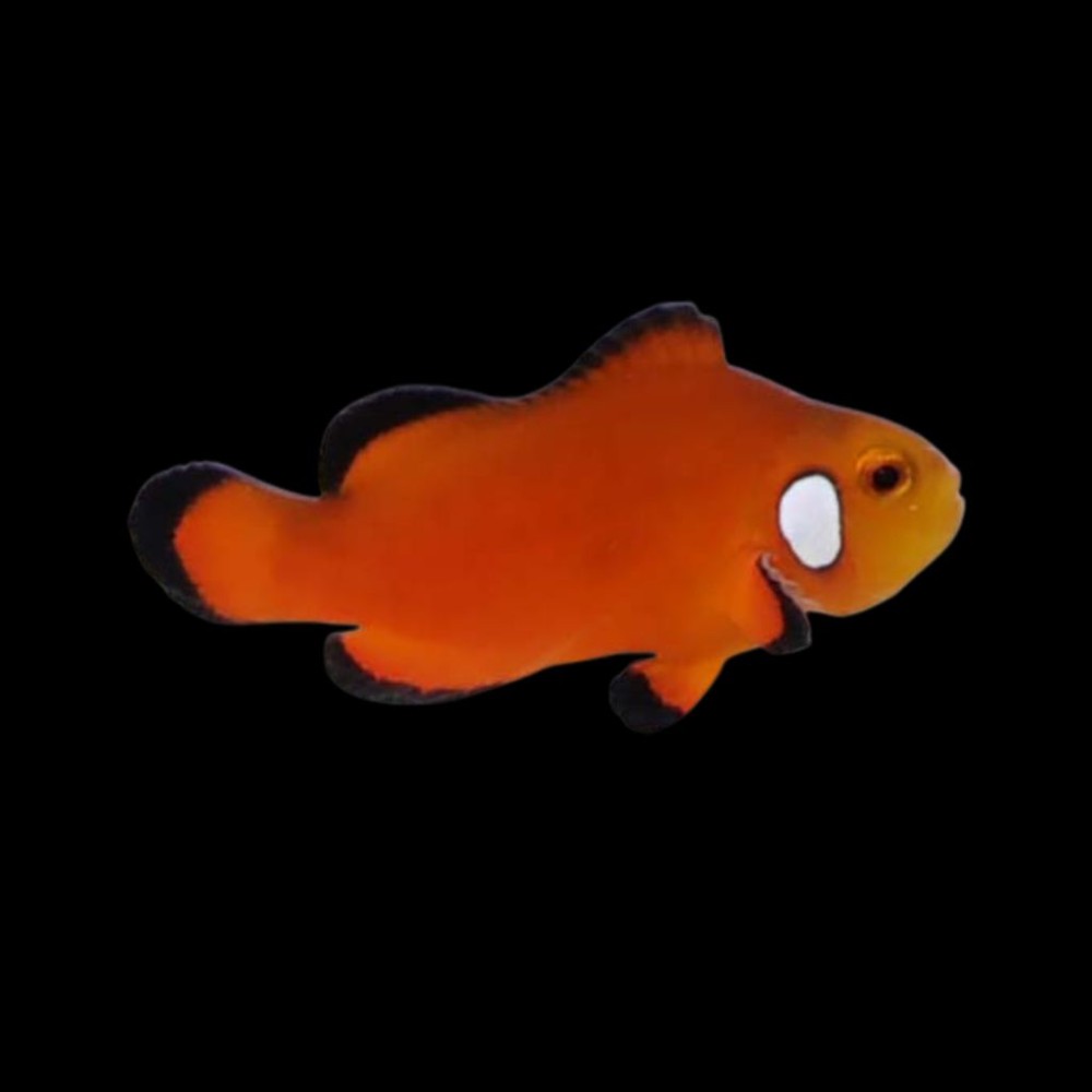 Naked Clownfish
