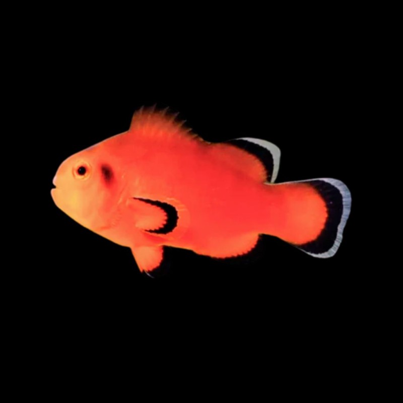 Naked Clownfish