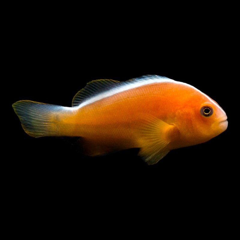 Orange Skunk Clown
