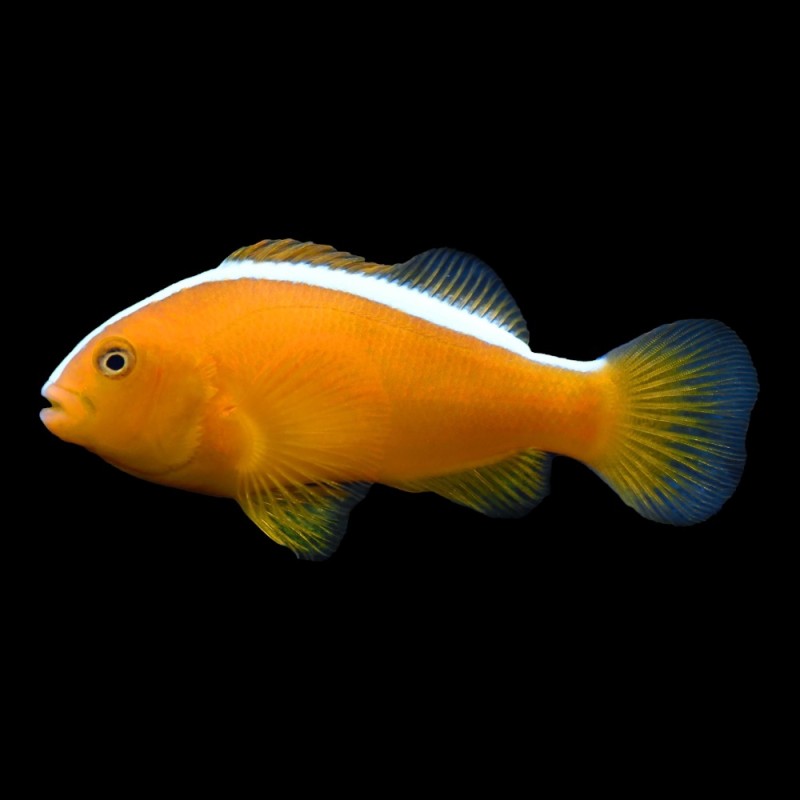 Orange Skunk Clown