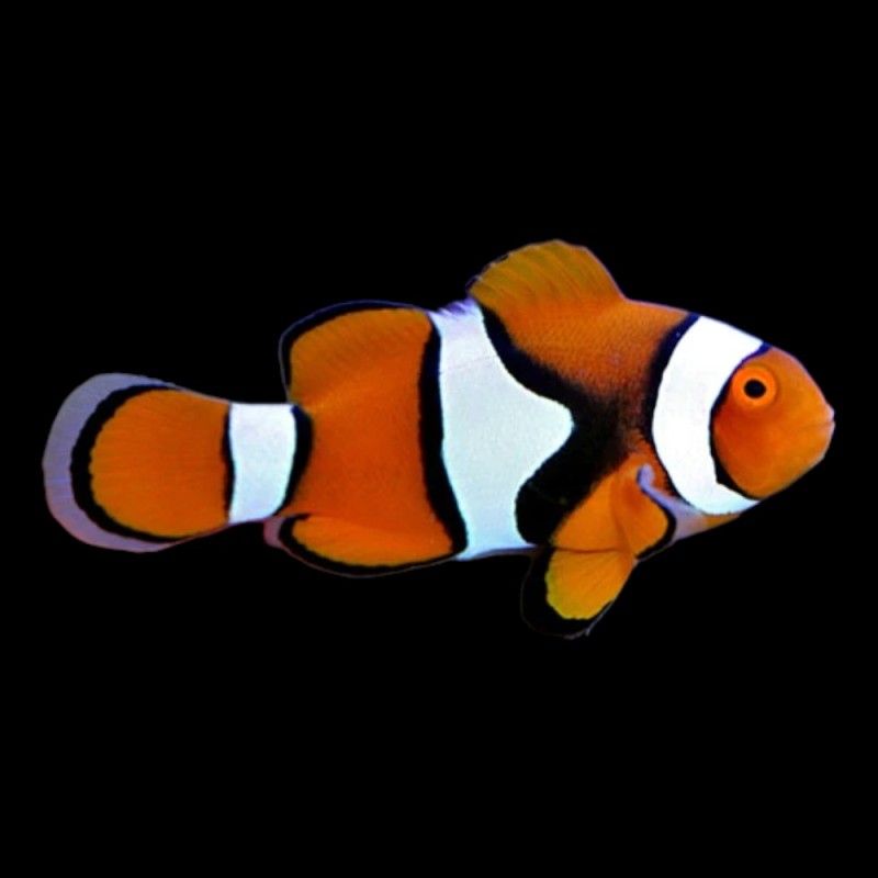 Percula Clown