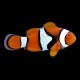 Percula Clown
