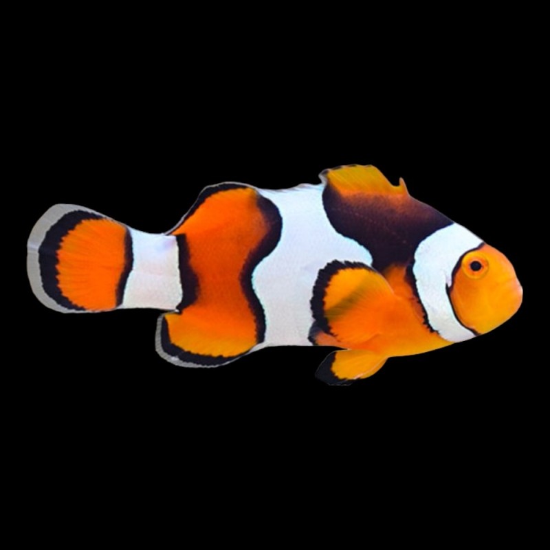 Percula Clown