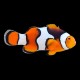 Percula Clown