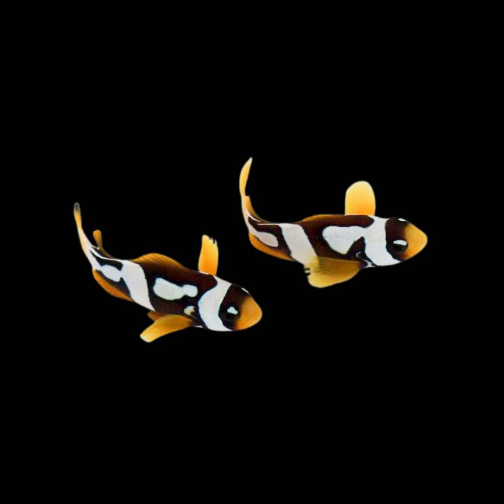 Picasso Clarkii Clown Fish