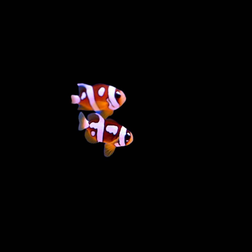 Picasso Clarkii Clown Fish