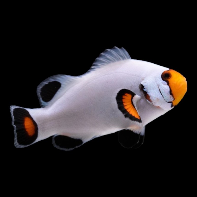 Platinum Clownfish