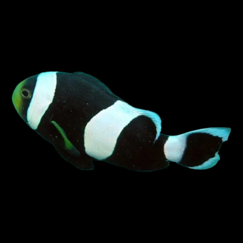 Sabae Black Clown