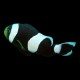Sabae Black Clown
