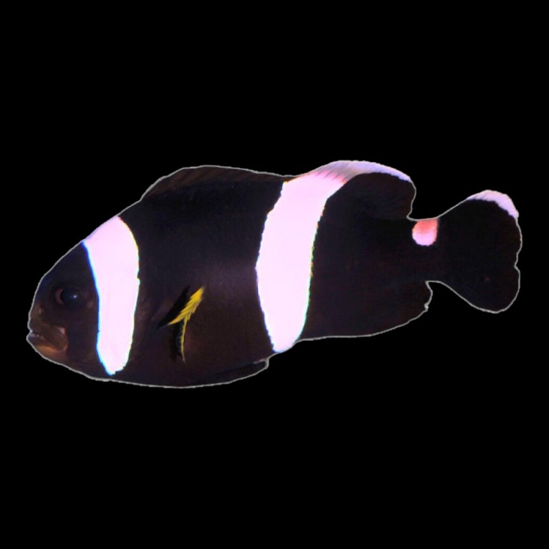 Sabae Black Clown