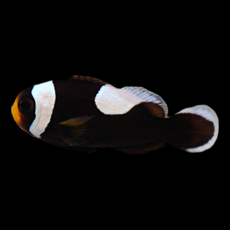 Saddleback Clown
