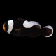 Saddleback Clown