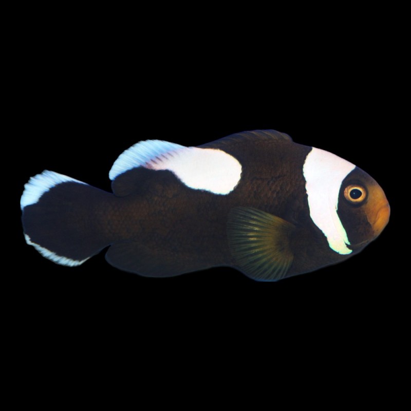 Saddleback Clown
